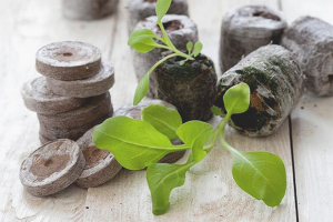 How to use peat pills for seedlings