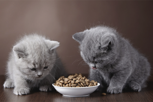 Cómo entrenar a un gatito para que seque la comida