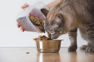 Cómo alimentar a un gato con urolitiasis