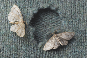 Comment faire face aux papillons de nuit dans un appartement