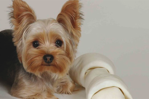 Come prendersi cura dello Yorkshire Terrier