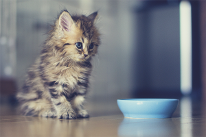 Cómo alimentar a un gatito