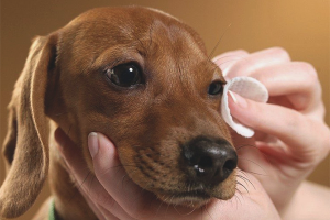 Comment rincer les yeux d'un chien