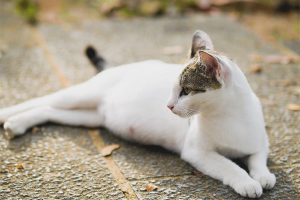 Cómo entender que una gata está embarazada