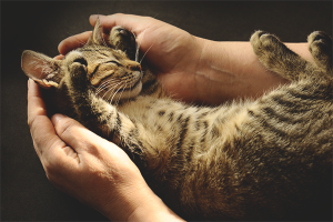 Comment enseigner un chat aux mains