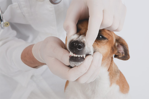 Come rimuovere il tartaro in un cane