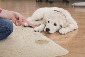 Comment sevrer un chien pour faire des conneries au mauvais endroit