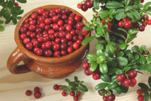 Lingonberry semasa mengandung