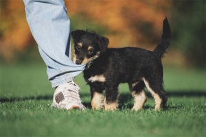 Comment sevrer un chiot pour mordre et attraper les jambes