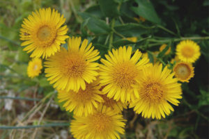 Propriétés médicinales et contre-indications de l'élécampane