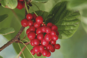 Propiedades medicinales y contraindicaciones de Schisandra chinensis