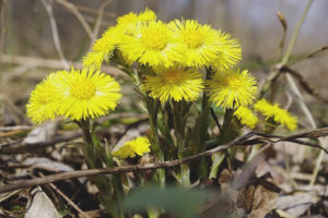 Proprietà terapeutiche e controindicazioni madre e matrigna