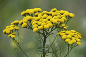 Propiedades medicinales y contraindicaciones tansy