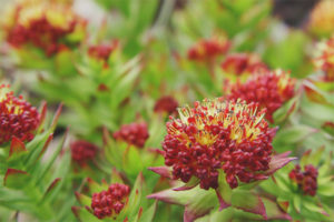 Proprietà terapeutiche e controindicazioni della Rhodiola rosea