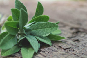 Salvia durante el embarazo