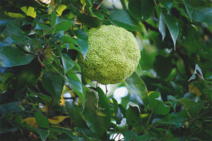 Propriétés médicinales et utilisation de la pomme d'Adam