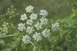 Medicinal properties and contraindications hemlock