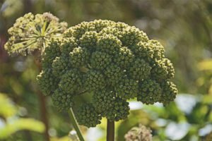 Proprietà medicinali e controindicazioni dell'angelica