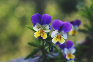 Propiedades terapéuticas y contraindicaciones del violeta tricolor.