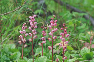 Propriétés médicinales et contre-indications du wintergreen