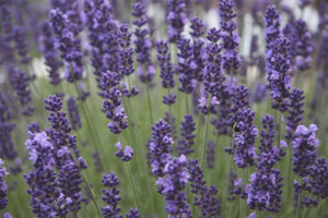 Sifat perubatan dan kontraindikasi lavender