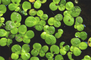 Medicinal properties and contraindications of duckweed