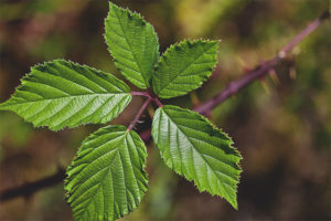 Propriétés et contre-indications utiles des feuilles de mûre