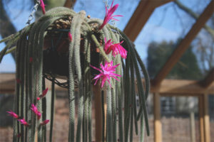 Crescere e prendersi cura di aporocactus