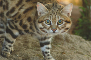 Gato africano de patas negras