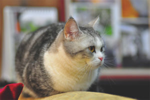 Gato americano de pelo corto