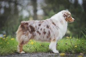 Chien de berger australien