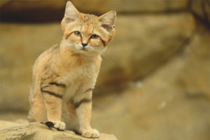 Chat de sable