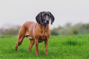 Chien de montagne bavarois