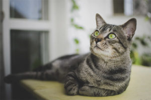 Gato brasileño de pelo corto