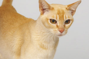 Gatto Ceylon