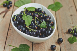 Cassis pour l'allaitement