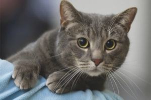 Gato europeo de pelo corto