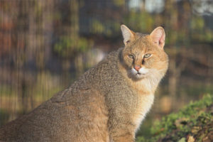 Gato de lámina