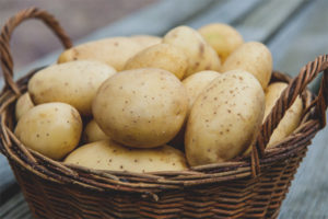 Pomme de terre allaitante