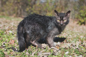 Lika (gatos lobo)