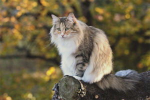 Gato del bosque noruego