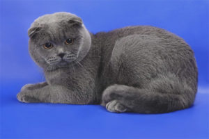 Gatto Scottish Fold