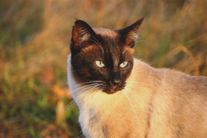 Gatto siamese