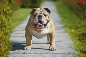 Bulldog inglese