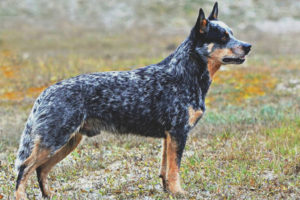 Chien de berger australien