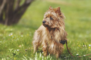 Terrier australien