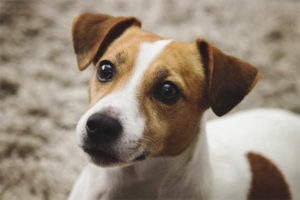 Jack russell terrier