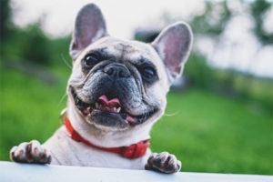 Bouledogue français