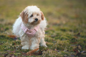 La Habana Bichon