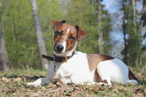 Smooth Fox Terrier